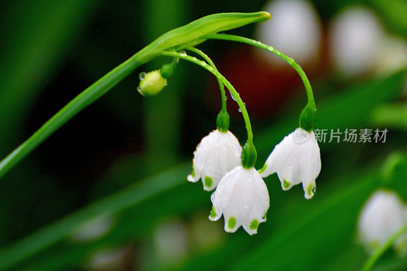 卢科琼弗纳姆 / 雪花